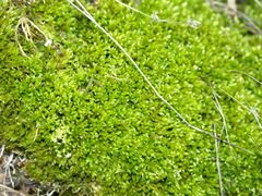 Homalothecium sericeum