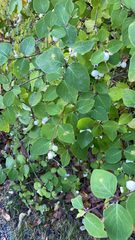 Symphoricarpos albus