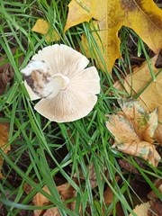 Leucoagaricus leucothites