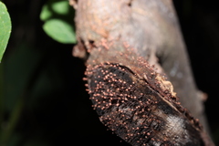 Nectria pseudotrichia