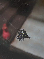 Gasteracantha geminata