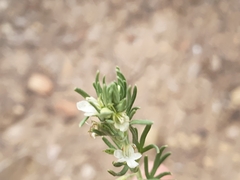 Teucrium africanum