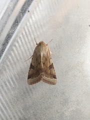 Heliothis peltigera