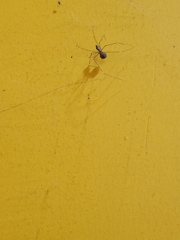 Cryptachaea gigantipes