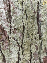 Phaeophyscia orbicularis