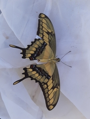 Heraclides thoas brasiliensis