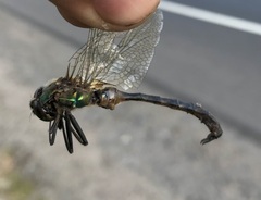 Somatochlora flavomaculata