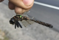 Somatochlora flavomaculata