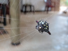 Gasteracantha geminata