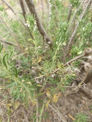 Teucrium africanum