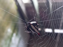 Gasteracantha geminata
