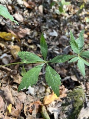 Cryptotaenia canadensis