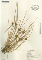 Carex viridula viridula