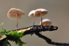 Paragymnopus perforans