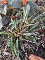 Goeppertia rufibarba