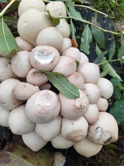 Apioperdon pyriforme