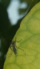 Aedes aegypti