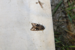Euplexia benesimilis