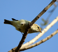Phylloscopidae