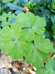 Aquilegia vulgaris