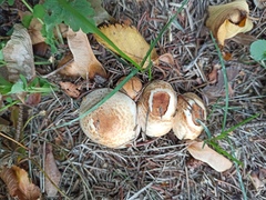 Agaricus