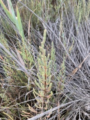 Arthrocaulon macrostachyum