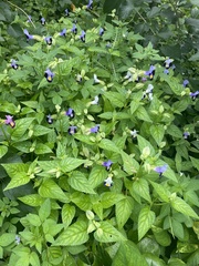 Torenia fournieri