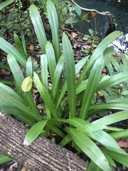 Hymenocallis speciosa