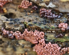 Arcyria stipata