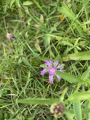 Centaurea jacea