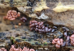 Arcyria stipata