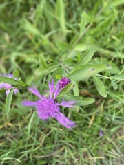 Centaurea jacea