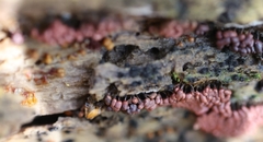 Arcyria stipata