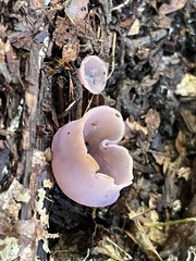 Pezizaceae