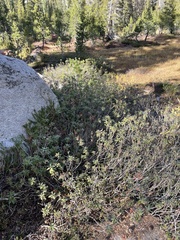 Rhododendron columbianum