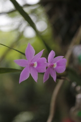 Dimerandra emarginata