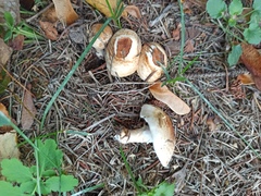 Agaricus