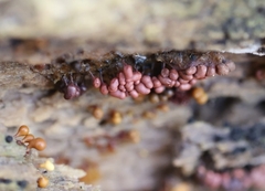 Arcyria stipata