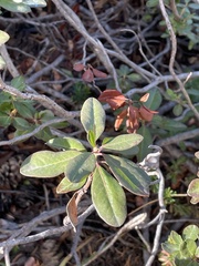 Rhododendron columbianum