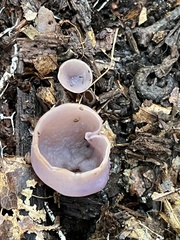 Pezizaceae
