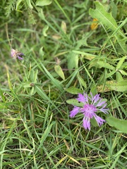 Centaurea jacea
