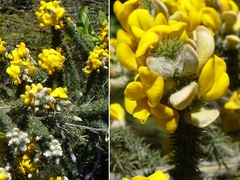 Aspalathus shawii shawii