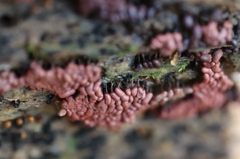Arcyria stipata