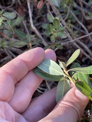 Rhododendron columbianum