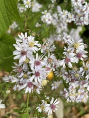 Symphyotrichum