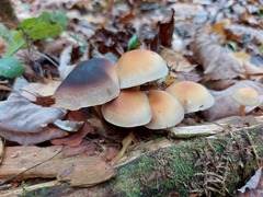 Hypholoma