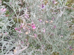 Indigofera complicata