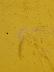 Physocyclus globosus