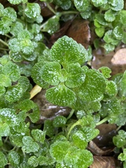 Chrysosplenium oppositifolium