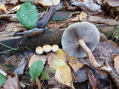 Hypholoma